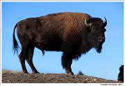 Wildlife Buffalo 2